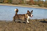 CORGI CARDIGAN 202